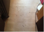 cat pawprints in the dirty carpet